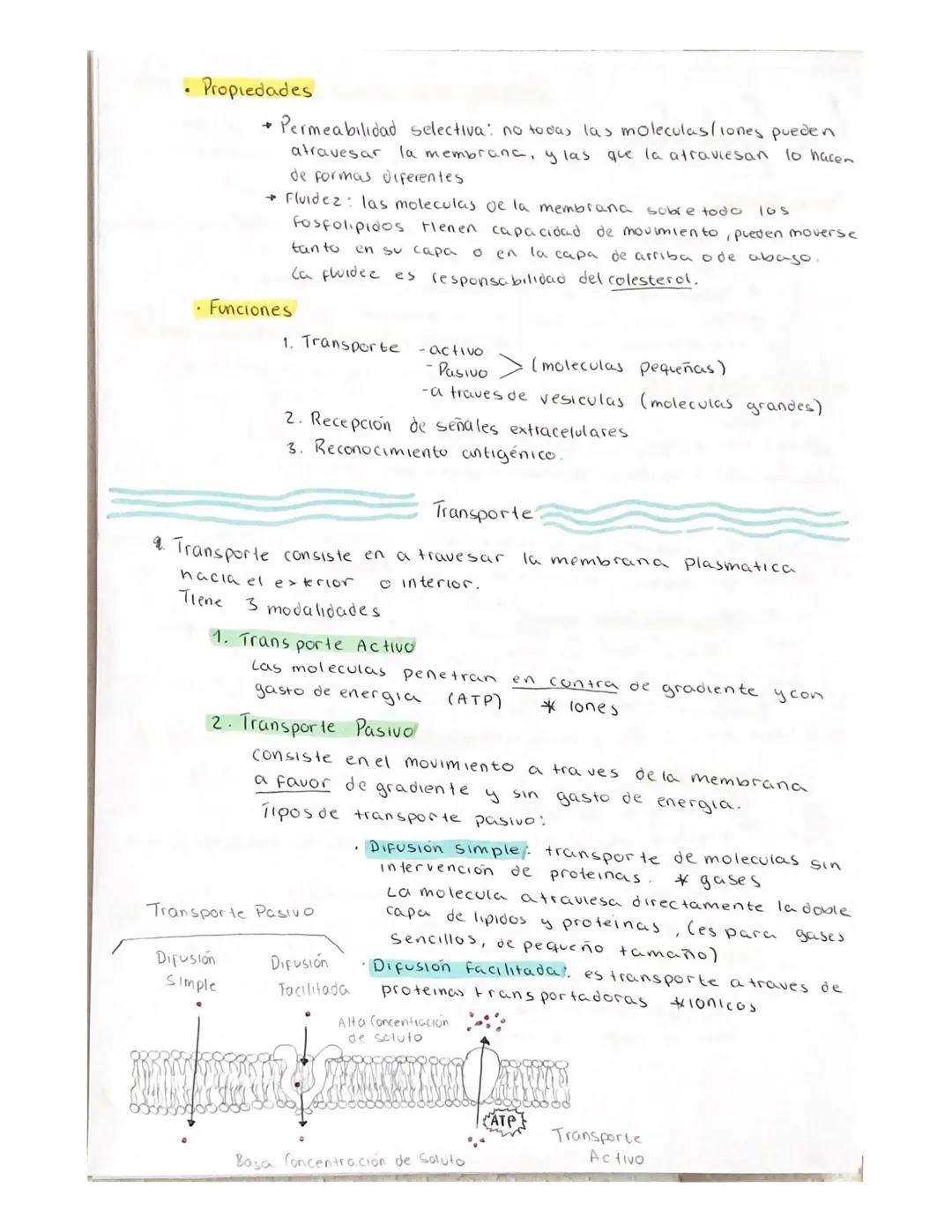 # La Celula

Teoria Celular

→ Es morfológica: Todo ser vivo esta compuesto por una o más celulas

→ Toda celula procede de otra ya existent