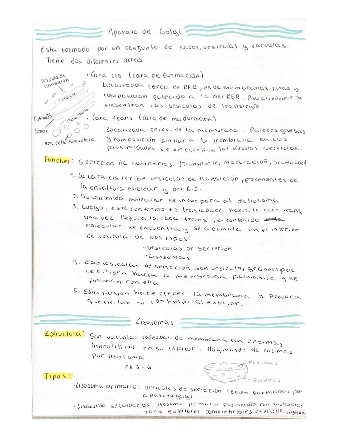 # La Celula

Teoria Celular

→ Es morfológica: Todo ser vivo esta compuesto por una o más celulas

→ Toda celula procede de otra ya existent