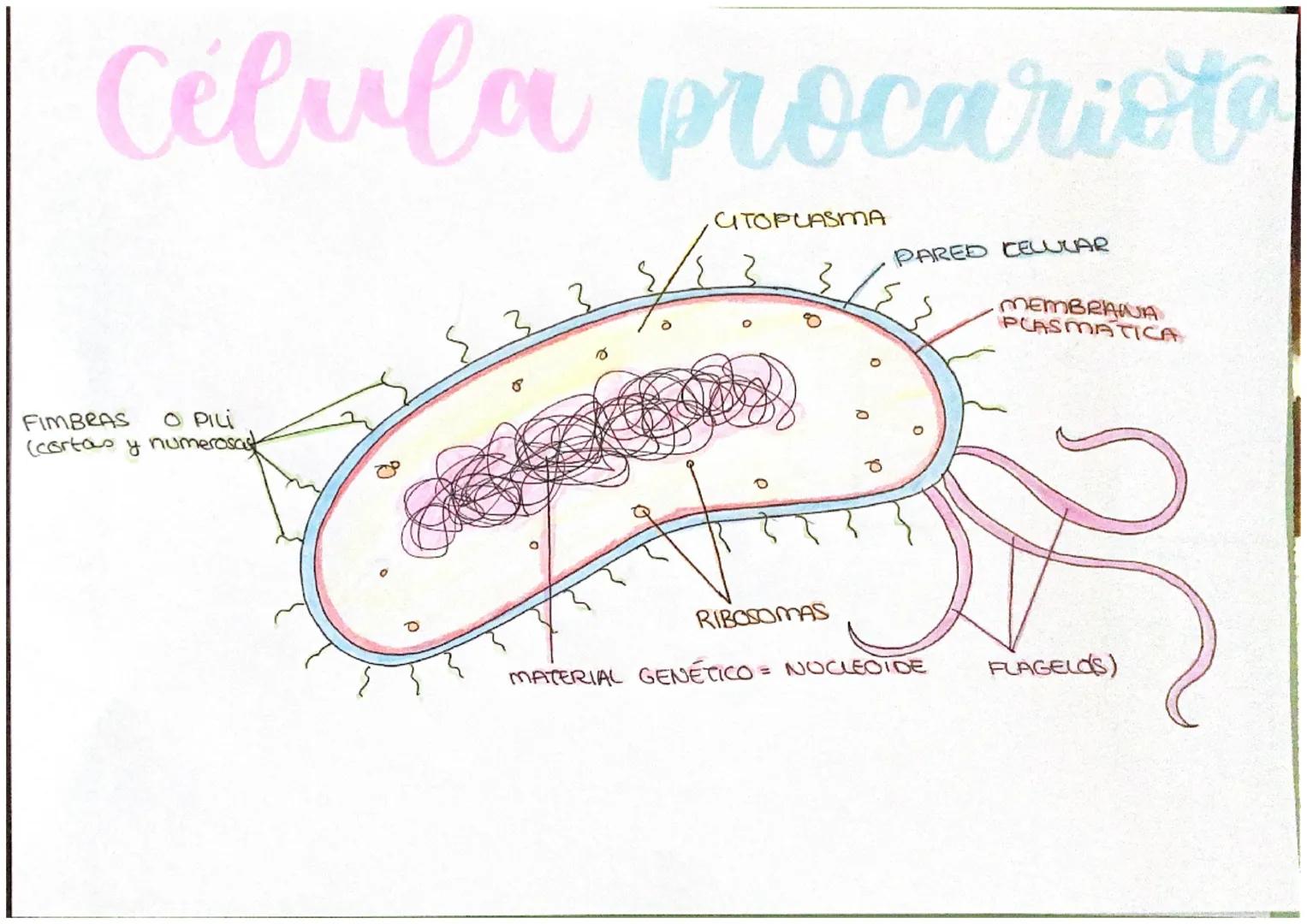 Célula procariote
FIMBRAS
O PILI
(cortas y numerosast
{3
CITOPUASMA
3/23
0
d
PARED CELULAR
RIBOSOMAS
MATERIAL GENETICO = NOCLEOIDE
MEMBRANA
