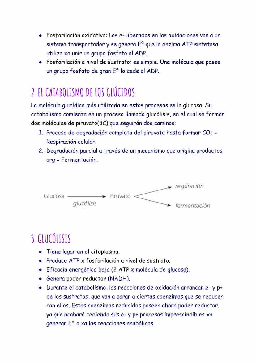 CATABOLISMO
1. EL CATABOLISMO
Son reacciones químicas degradativas que rompen las moléculas grandes y
complejas en otras más sencillas. Se t