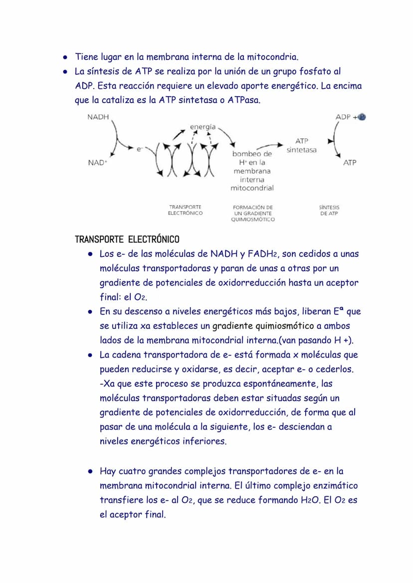 CATABOLISMO
1. EL CATABOLISMO
Son reacciones químicas degradativas que rompen las moléculas grandes y
complejas en otras más sencillas. Se t