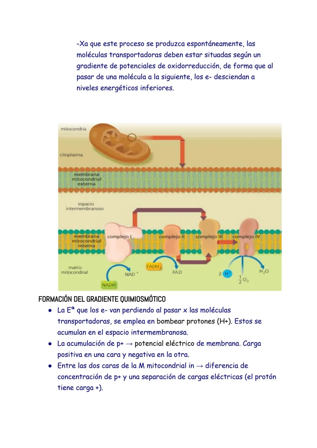 CATABOLISMO
1. EL CATABOLISMO
Son reacciones químicas degradativas que rompen las moléculas grandes y
complejas en otras más sencillas. Se t