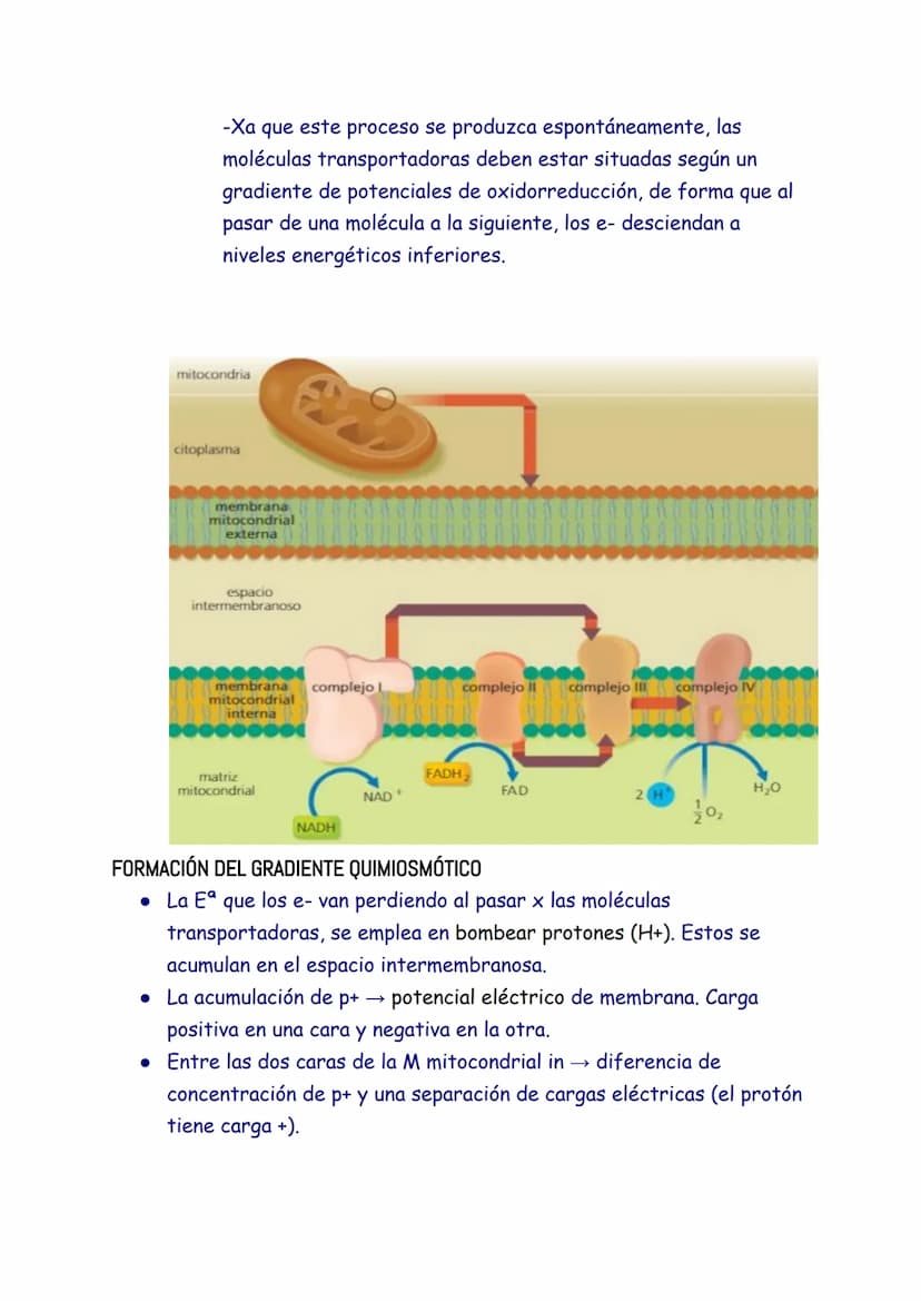 CATABOLISMO
1. EL CATABOLISMO
Son reacciones químicas degradativas que rompen las moléculas grandes y
complejas en otras más sencillas. Se t