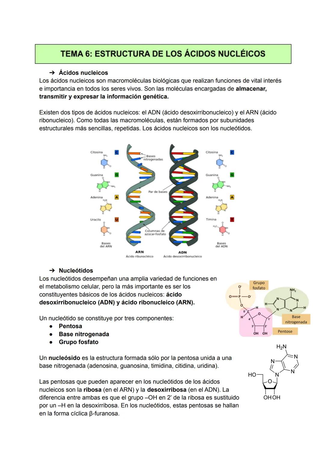 TEMA 6: ESTRUCTURA DE LOS ÁCIDOS NUCLÉICOS
→ Ácidos nucleicos
Los ácidos nucleicos son macromoléculas biológicas que realizan funciones de v
