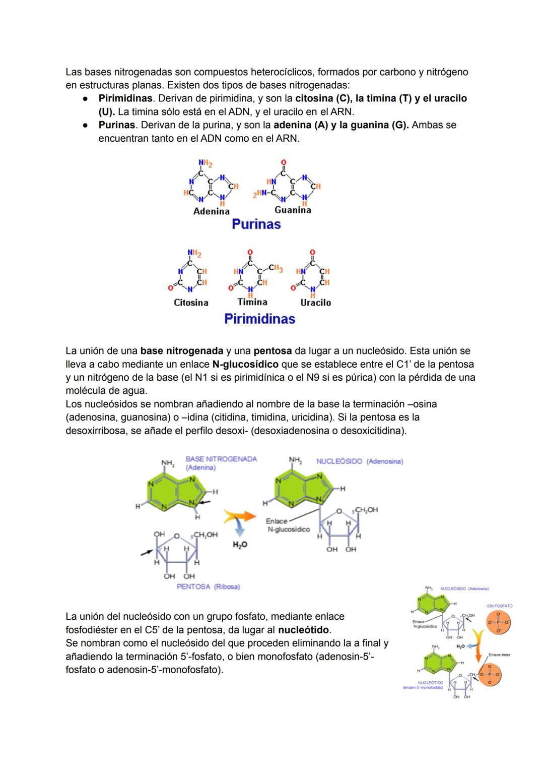 TEMA 6: ESTRUCTURA DE LOS ÁCIDOS NUCLÉICOS
→ Ácidos nucleicos
Los ácidos nucleicos son macromoléculas biológicas que realizan funciones de v