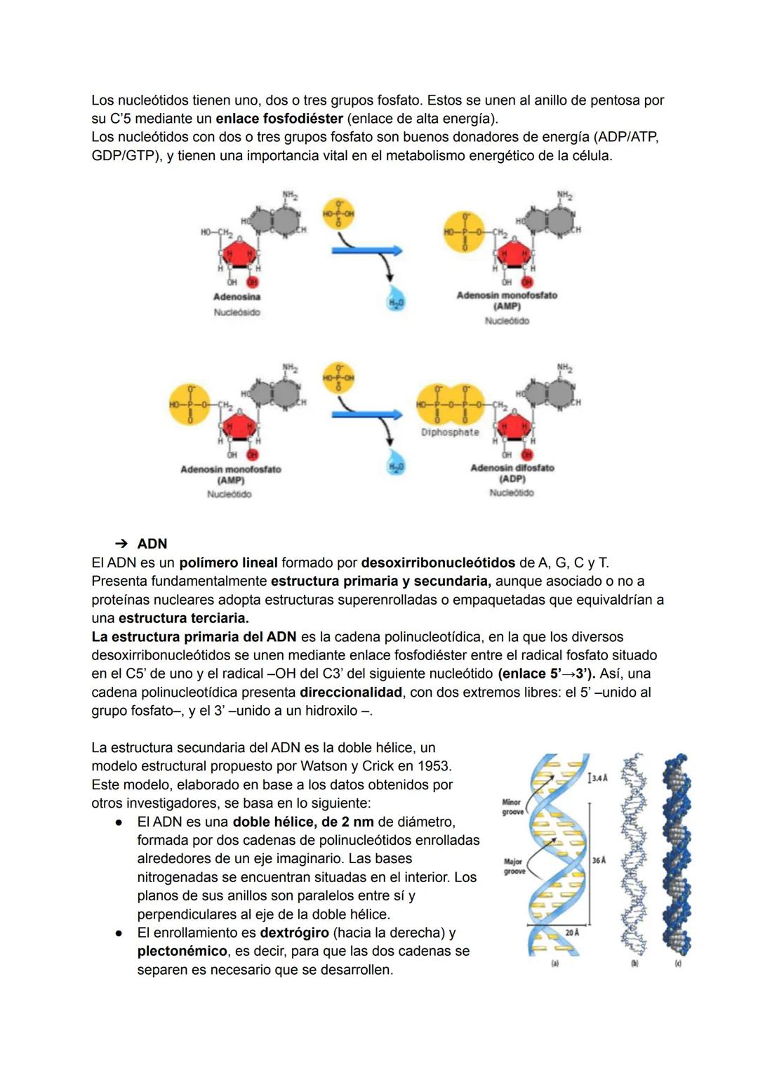 TEMA 6: ESTRUCTURA DE LOS ÁCIDOS NUCLÉICOS
→ Ácidos nucleicos
Los ácidos nucleicos son macromoléculas biológicas que realizan funciones de v