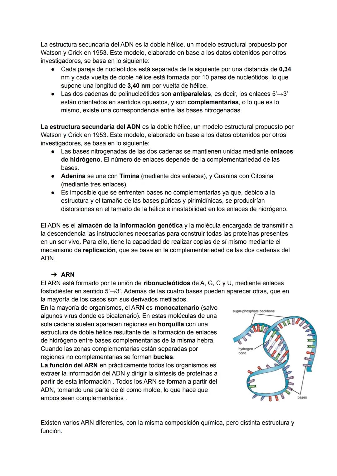TEMA 6: ESTRUCTURA DE LOS ÁCIDOS NUCLÉICOS
→ Ácidos nucleicos
Los ácidos nucleicos son macromoléculas biológicas que realizan funciones de v