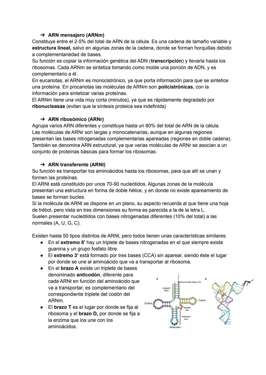 TEMA 6: ESTRUCTURA DE LOS ÁCIDOS NUCLÉICOS
→ Ácidos nucleicos
Los ácidos nucleicos son macromoléculas biológicas que realizan funciones de v