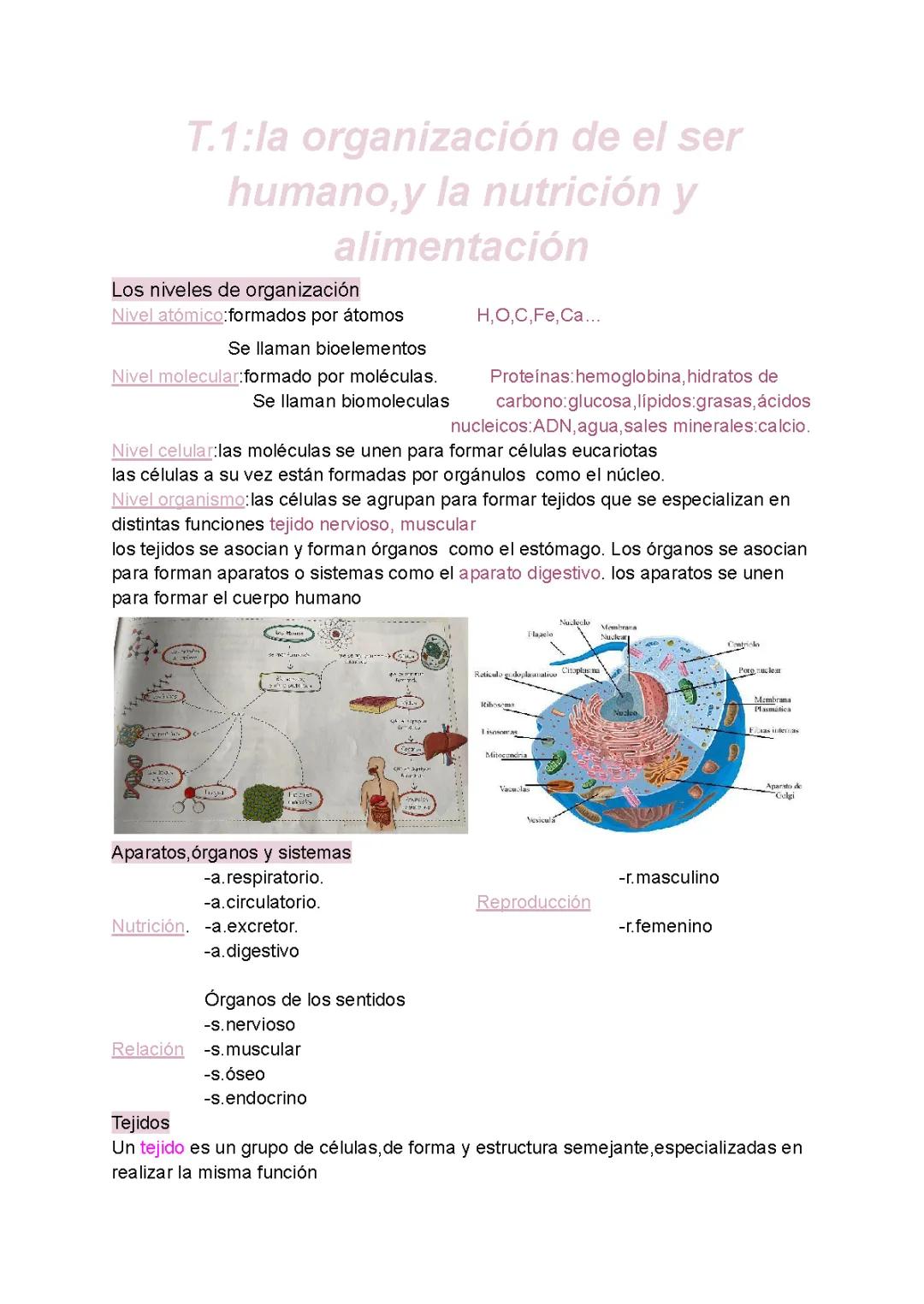 la organización del ser humano,la nutrición y la alimentación 
