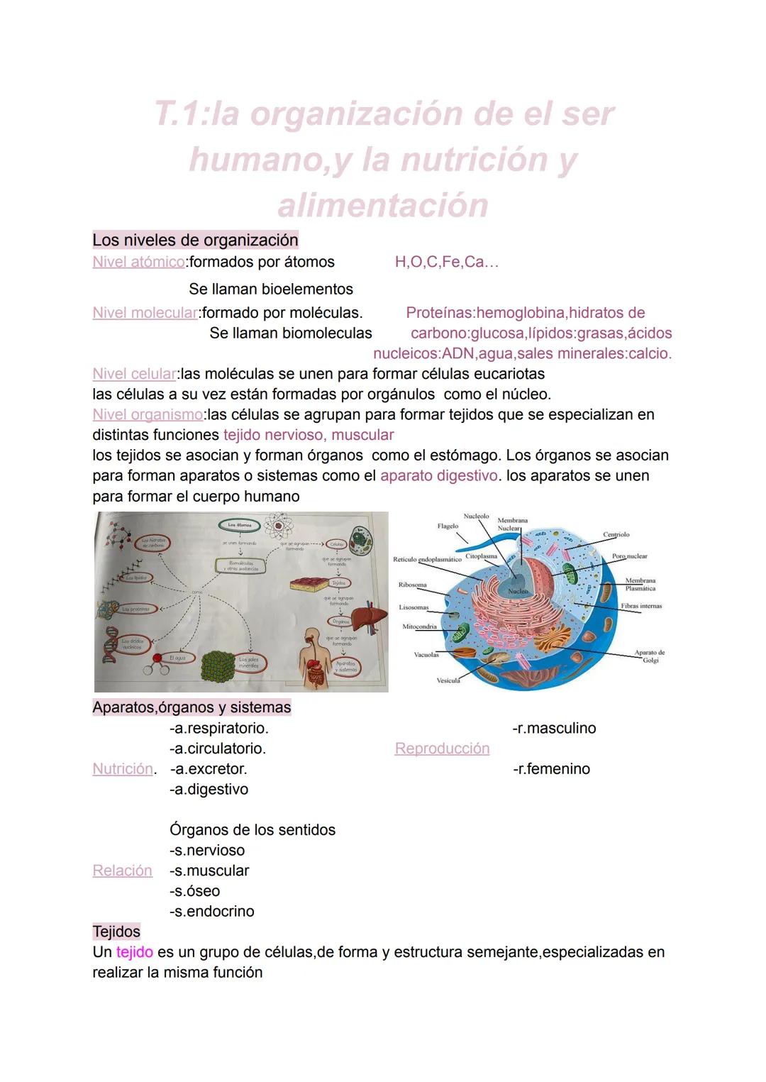 T.1:la organización de el ser
humano,y la nutrición y
alimentación
Los niveles de organización
Nivel atómico:formados por átomos
Se llaman b