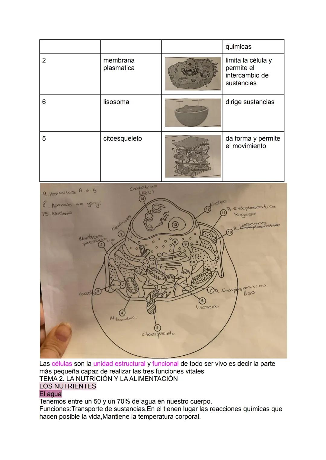 T.1:la organización de el ser
humano,y la nutrición y
alimentación
Los niveles de organización
Nivel atómico:formados por átomos
Se llaman b
