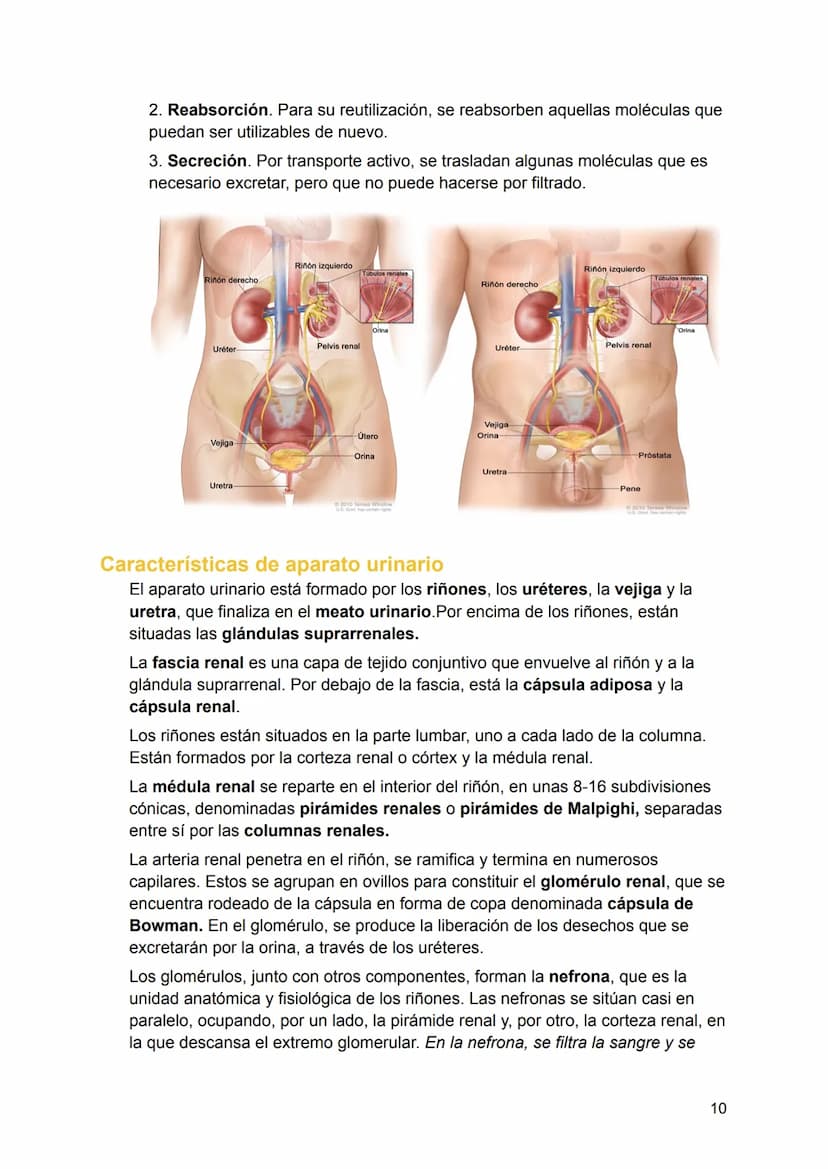 UNIDAD 4
4.1. Clasificación de los sistemas y aparatos del organismo
Sistemas: Agrupa órganos interrelacionados que tienen el mismo origen
e