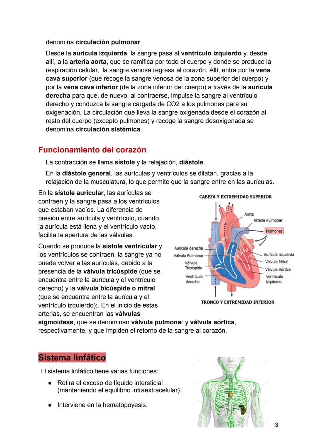 Aparatos y sistemas del cuerpo humano y sus funciones para niños