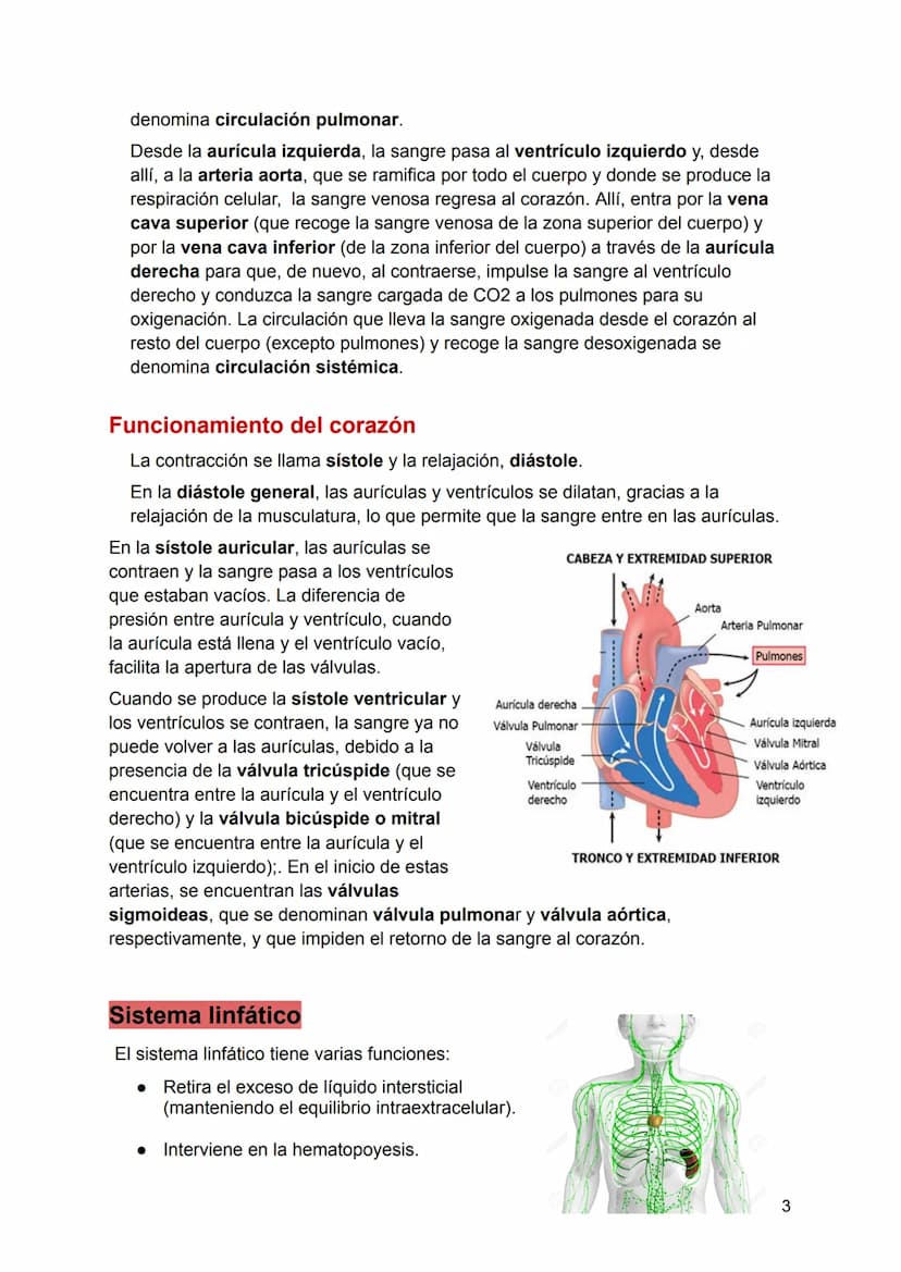 UNIDAD 4
4.1. Clasificación de los sistemas y aparatos del organismo
Sistemas: Agrupa órganos interrelacionados que tienen el mismo origen
e