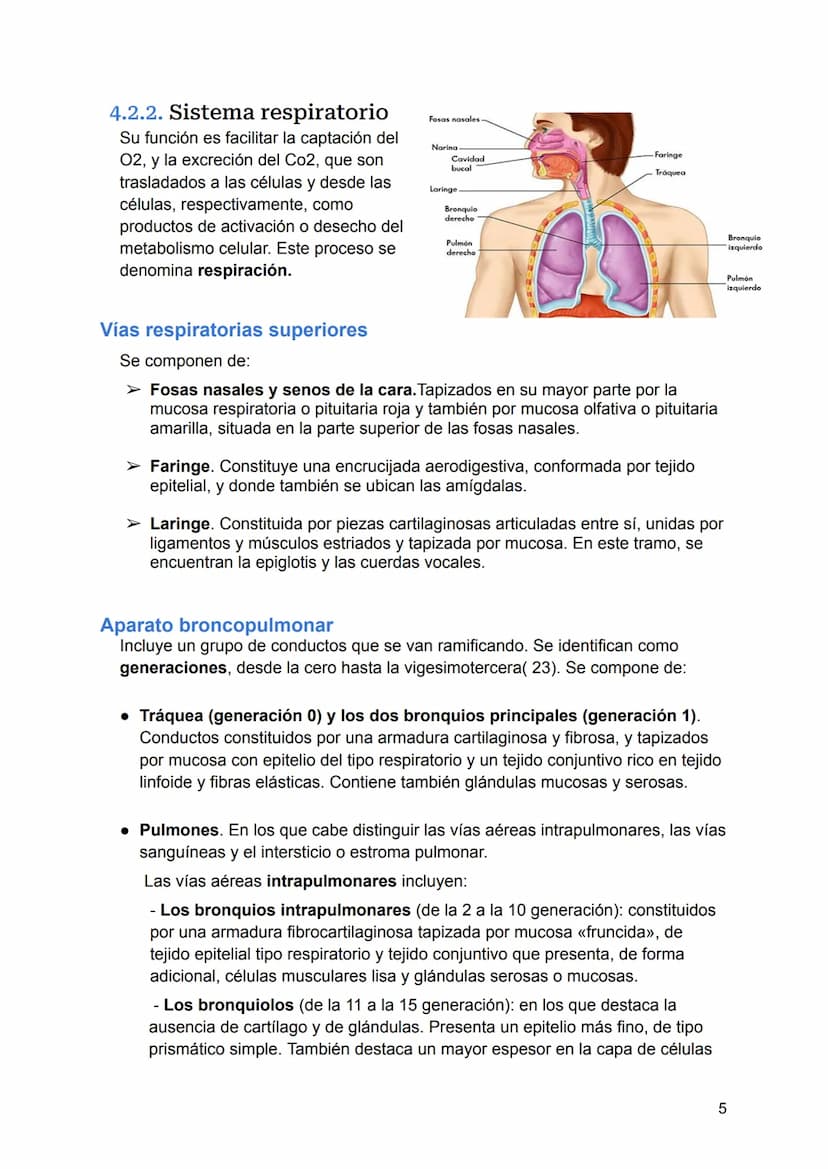 UNIDAD 4
4.1. Clasificación de los sistemas y aparatos del organismo
Sistemas: Agrupa órganos interrelacionados que tienen el mismo origen
e