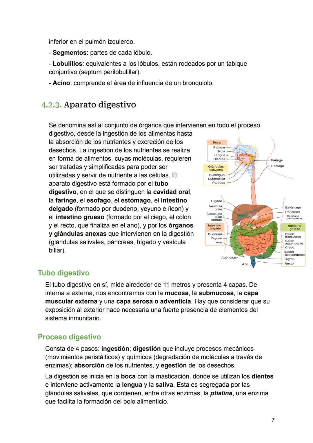 Aparatos y sistemas del cuerpo humano y sus funciones para niños