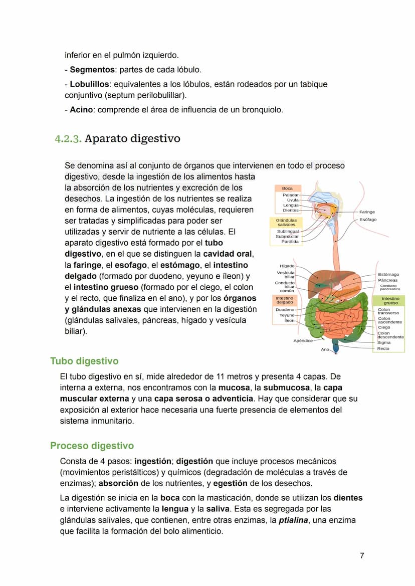 UNIDAD 4
4.1. Clasificación de los sistemas y aparatos del organismo
Sistemas: Agrupa órganos interrelacionados que tienen el mismo origen
e