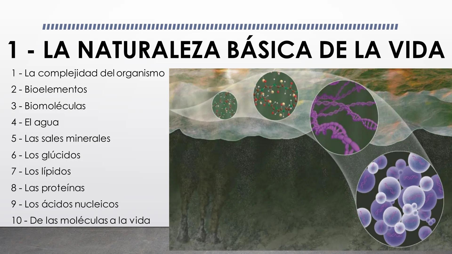 1 - LA NATURALEZA BÁSICA DE LA VIDA
1 - La complejidad del organismo
2- Bioelementos
3 - Biomoléculas
4- El agua
5- Las sales minerales
6 - 