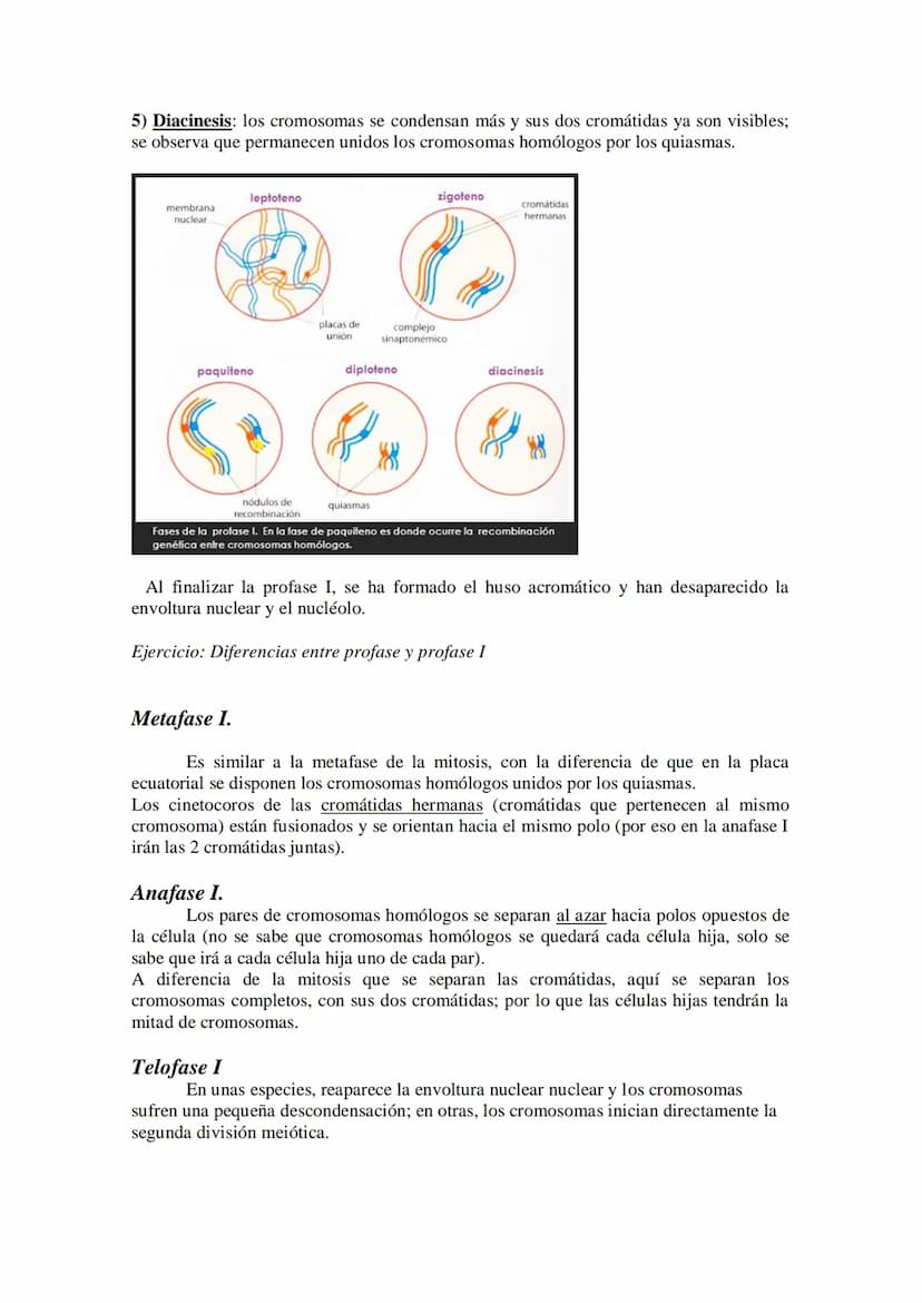 Tema 14: EL CICLO CELULAR. MITOSIS Y MEIOSIS.
• El ciclo celular. Descripción de las fases.
División celular: mitosis y citocinesis. Descrip