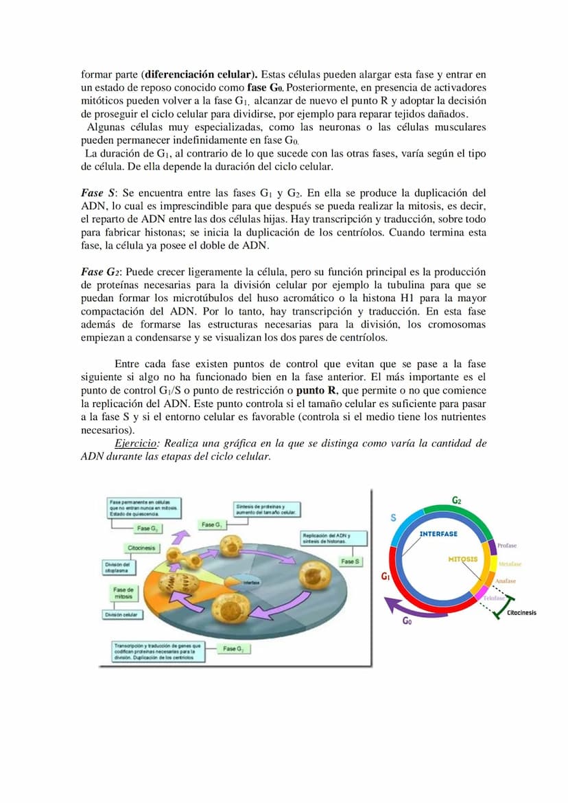 Tema 14: EL CICLO CELULAR. MITOSIS Y MEIOSIS.
• El ciclo celular. Descripción de las fases.
División celular: mitosis y citocinesis. Descrip