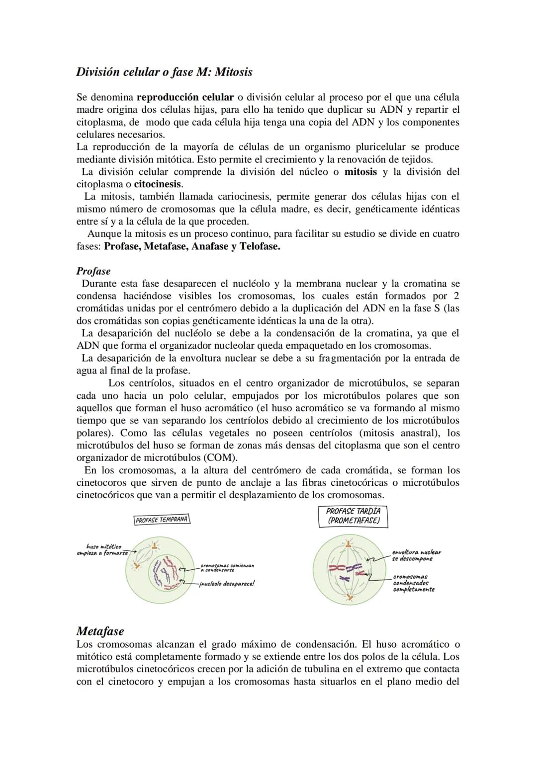 Tema 14: EL CICLO CELULAR. MITOSIS Y MEIOSIS.
• El ciclo celular. Descripción de las fases.
División celular: mitosis y citocinesis. Descrip