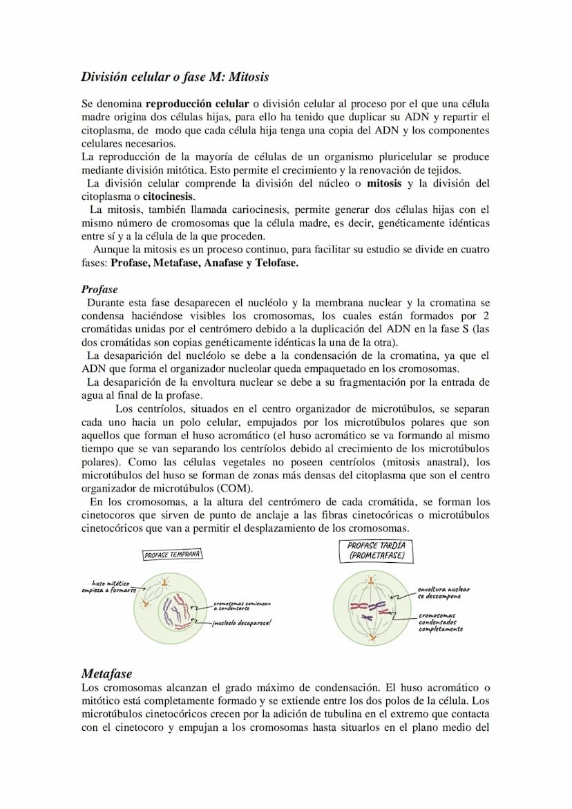 Tema 14: EL CICLO CELULAR. MITOSIS Y MEIOSIS.
• El ciclo celular. Descripción de las fases.
División celular: mitosis y citocinesis. Descrip