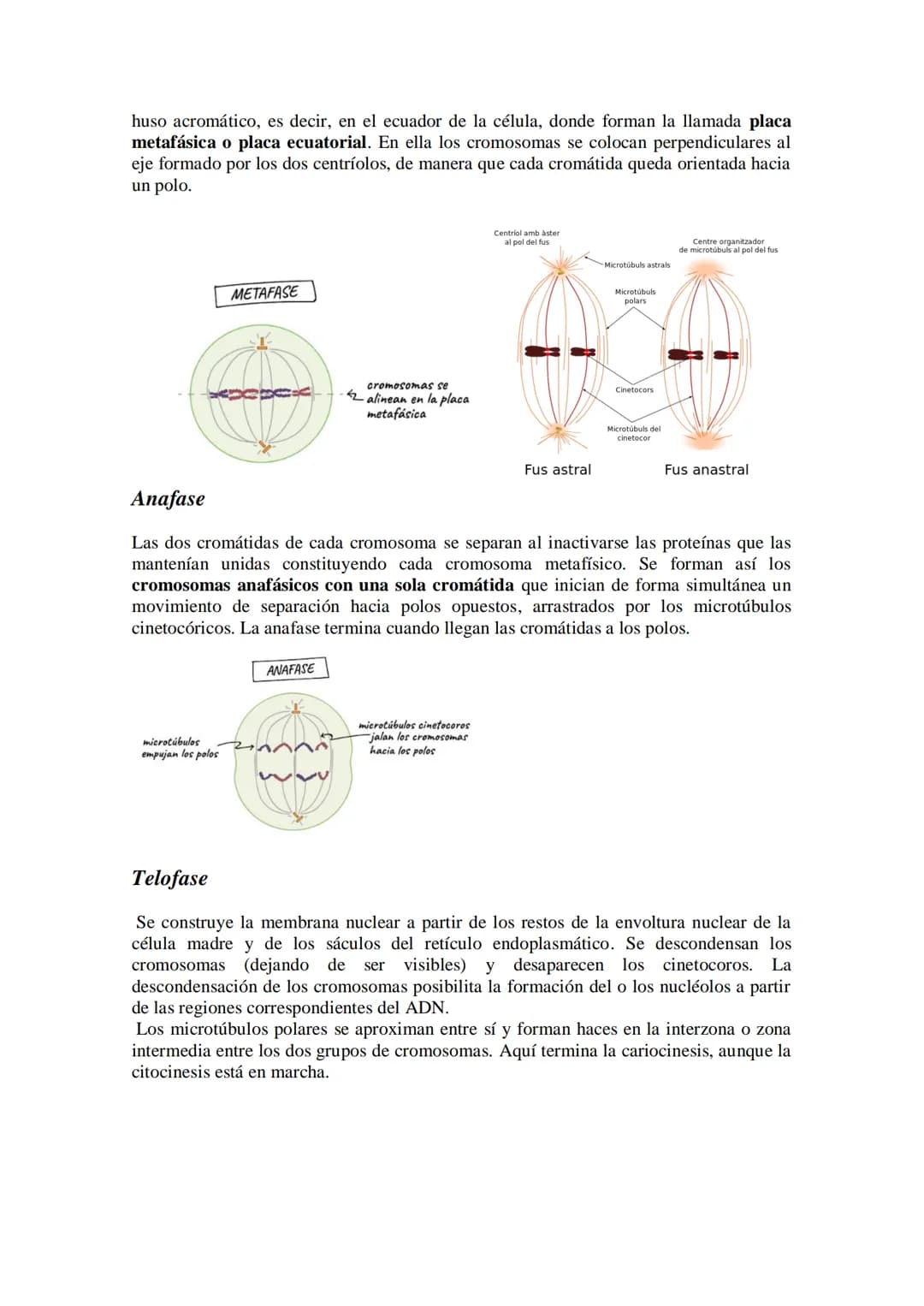 Tema 14: EL CICLO CELULAR. MITOSIS Y MEIOSIS.
• El ciclo celular. Descripción de las fases.
División celular: mitosis y citocinesis. Descrip