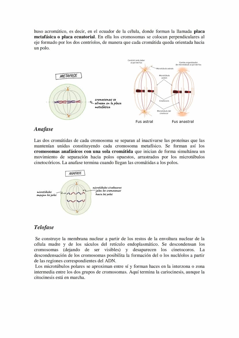 Tema 14: EL CICLO CELULAR. MITOSIS Y MEIOSIS.
• El ciclo celular. Descripción de las fases.
División celular: mitosis y citocinesis. Descrip