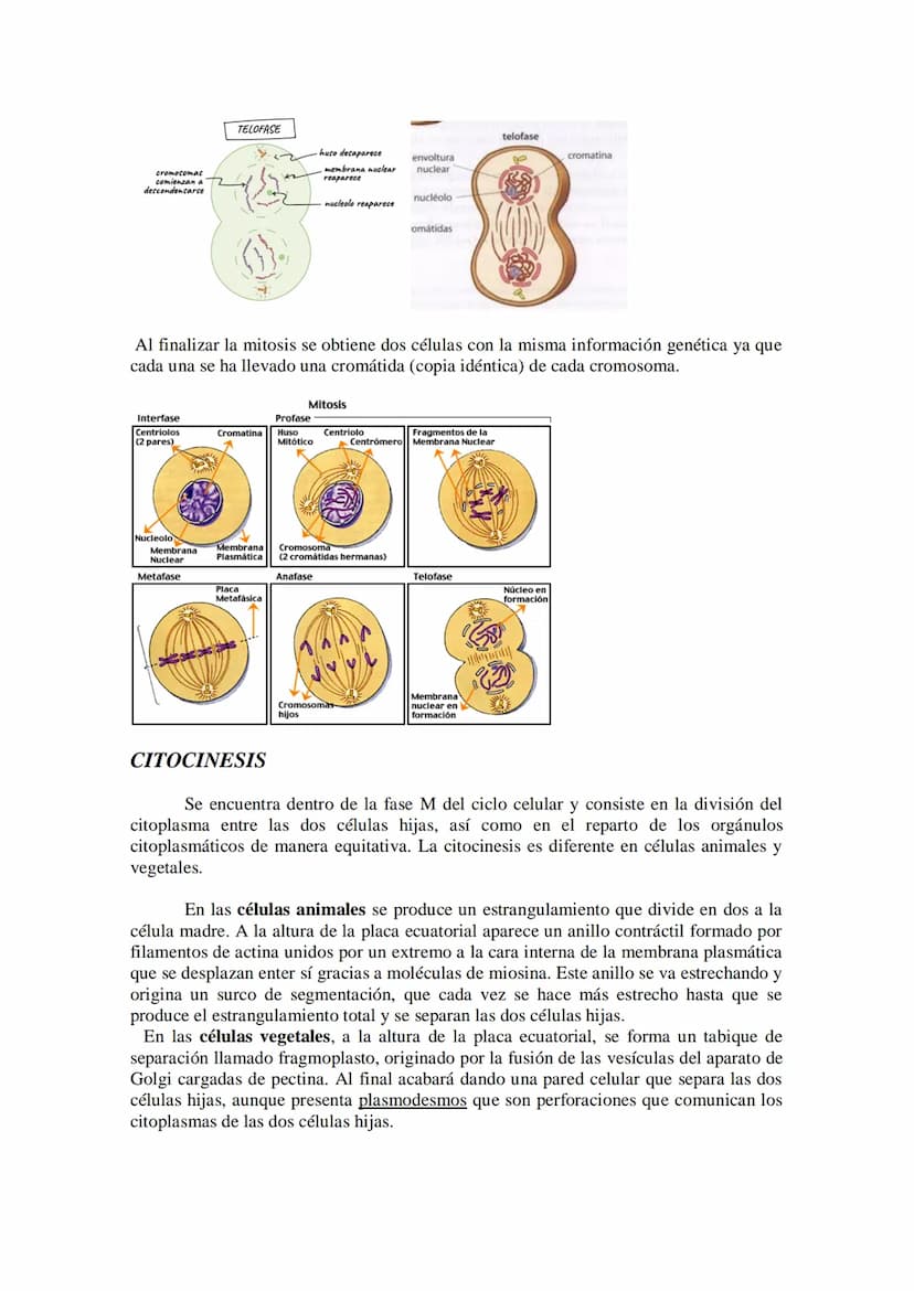 Tema 14: EL CICLO CELULAR. MITOSIS Y MEIOSIS.
• El ciclo celular. Descripción de las fases.
División celular: mitosis y citocinesis. Descrip