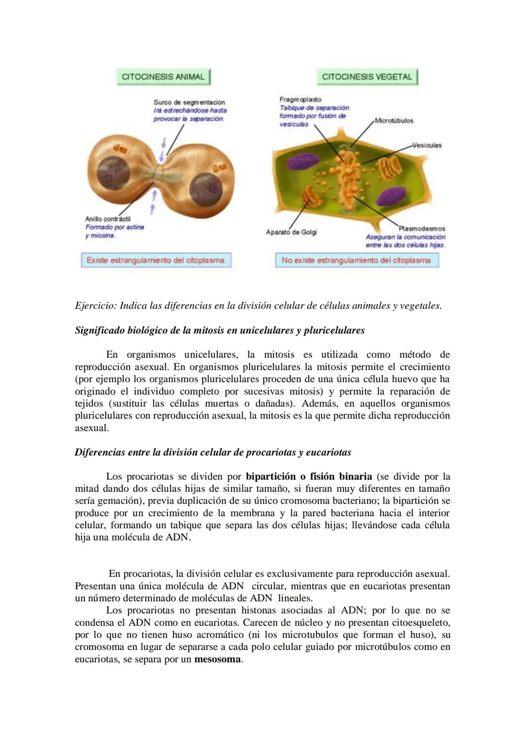 Tema 14: EL CICLO CELULAR. MITOSIS Y MEIOSIS.
• El ciclo celular. Descripción de las fases.
División celular: mitosis y citocinesis. Descrip