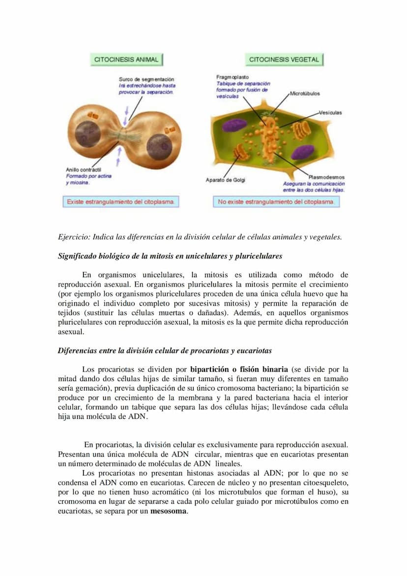 Tema 14: EL CICLO CELULAR. MITOSIS Y MEIOSIS.
• El ciclo celular. Descripción de las fases.
División celular: mitosis y citocinesis. Descrip