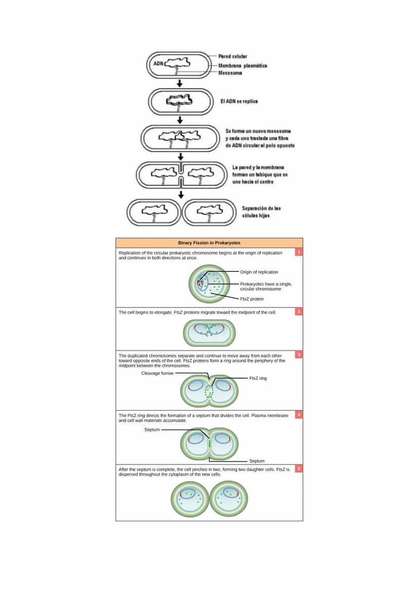 Tema 14: EL CICLO CELULAR. MITOSIS Y MEIOSIS.
• El ciclo celular. Descripción de las fases.
División celular: mitosis y citocinesis. Descrip