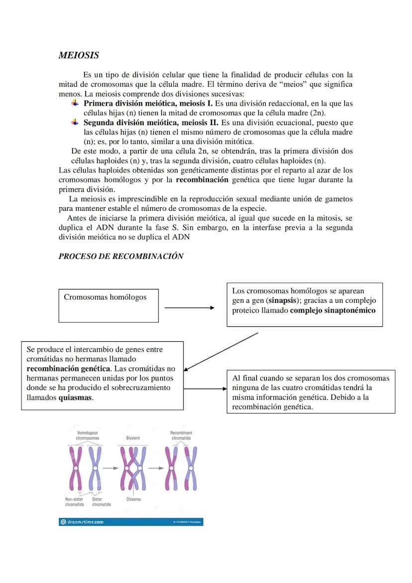 Tema 14: EL CICLO CELULAR. MITOSIS Y MEIOSIS.
• El ciclo celular. Descripción de las fases.
División celular: mitosis y citocinesis. Descrip