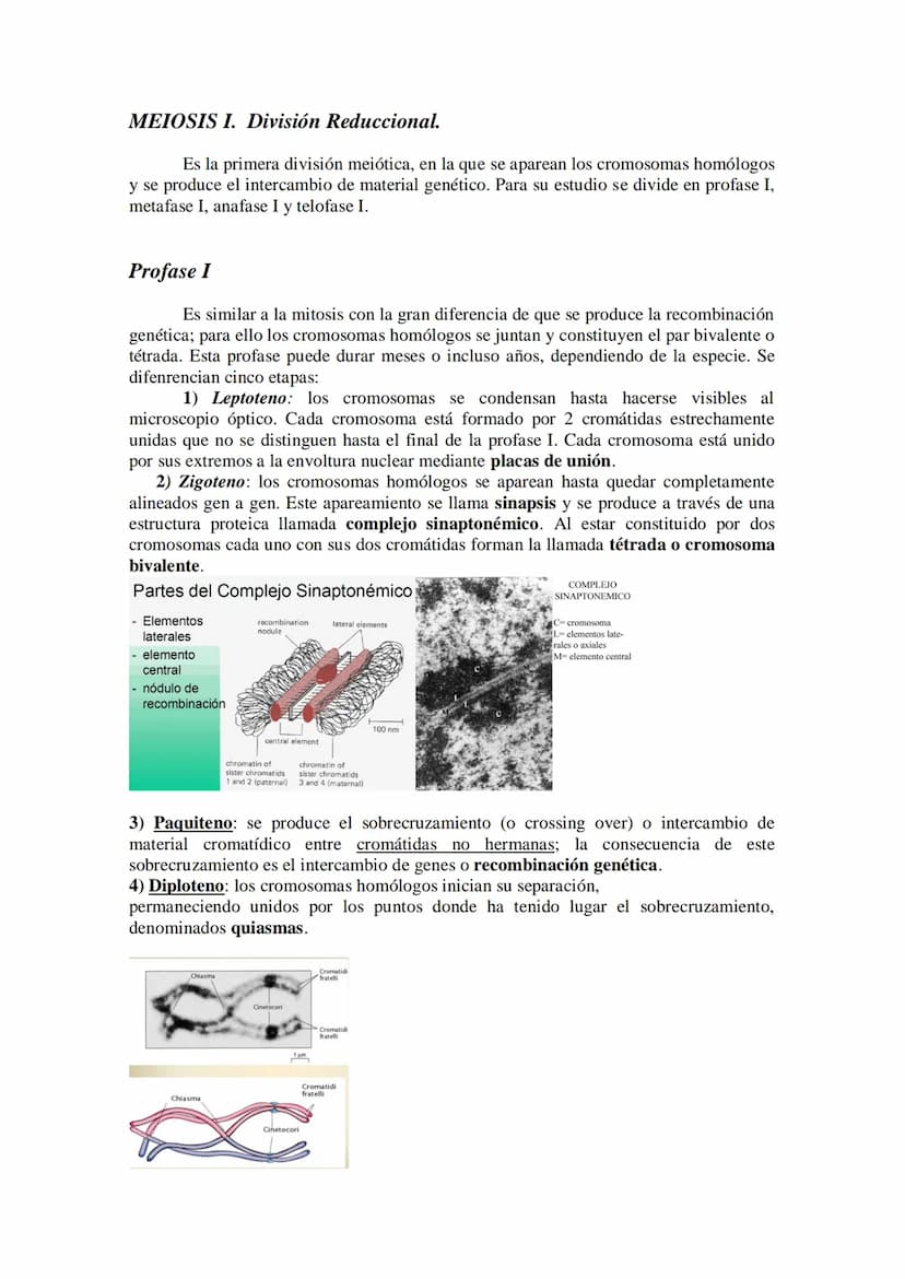 Tema 14: EL CICLO CELULAR. MITOSIS Y MEIOSIS.
• El ciclo celular. Descripción de las fases.
División celular: mitosis y citocinesis. Descrip