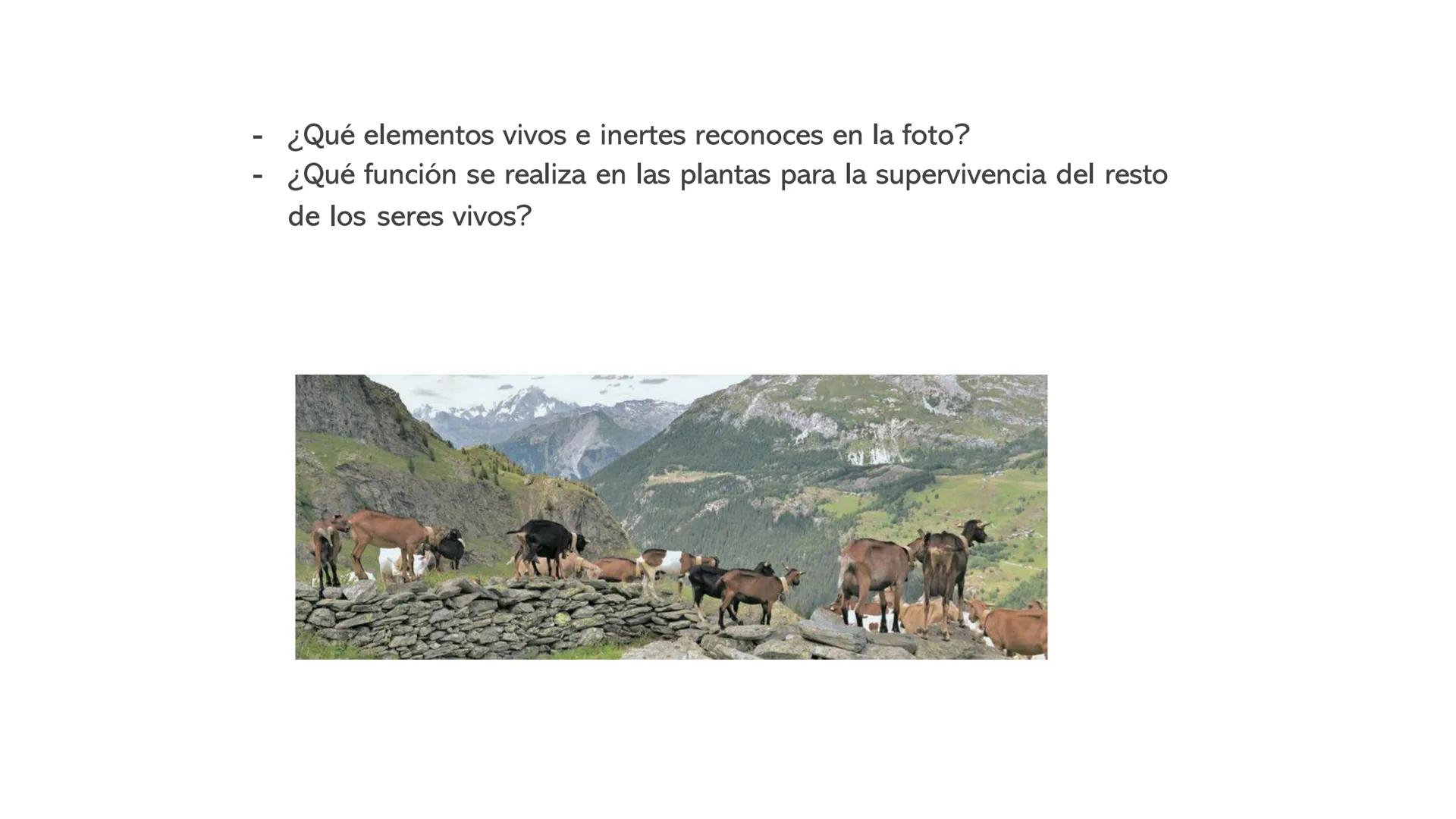 UD1: LOS SERES VIVOS
1º ESO
DIVERSIDAD DE LOS SERES
VIVOS -
¿Qué elementos vivos e inertes reconoces en la foto?
¿Qué función se realiza en 