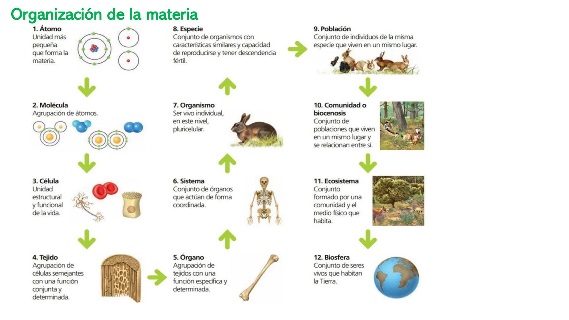 UD1: LOS SERES VIVOS
1º ESO
DIVERSIDAD DE LOS SERES
VIVOS -
¿Qué elementos vivos e inertes reconoces en la foto?
¿Qué función se realiza en 