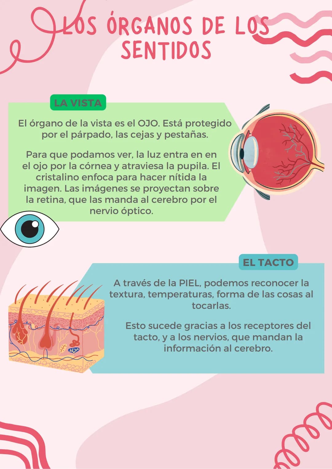 <h2 id="loscincosentidosysusfunciones">Los cinco sentidos y sus funciones</h2>
<p><strong>Órganos de los sentidos y sus partes</strong></p>
