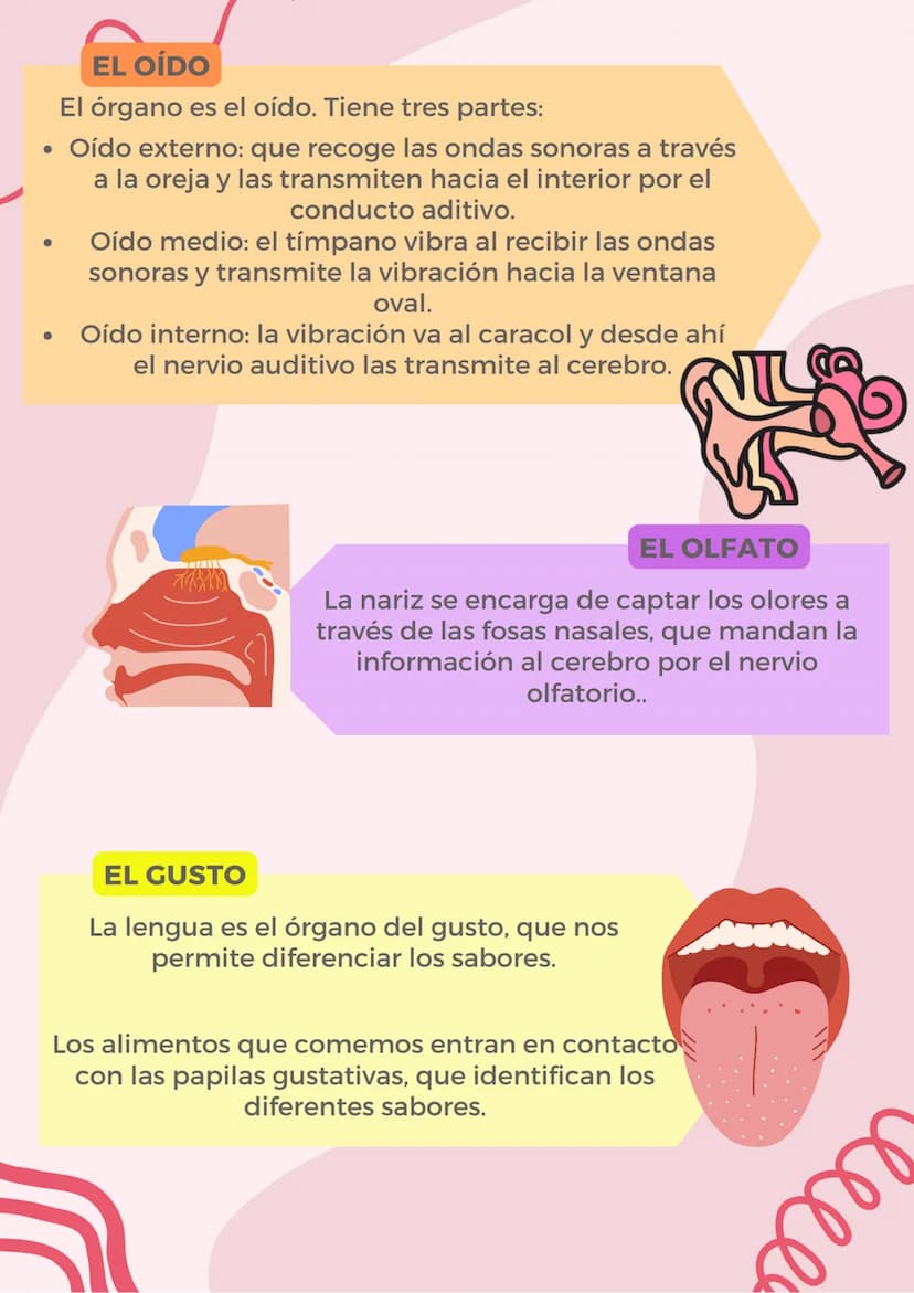 <h2 id="loscincosentidosysusfunciones">Los cinco sentidos y sus funciones</h2>
<p><strong>Órganos de los sentidos y sus partes</strong></p>
