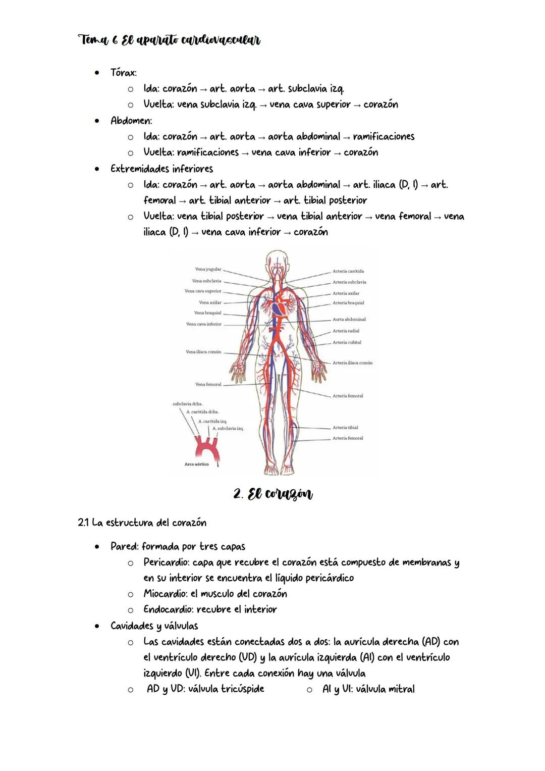 # Tema 6 El aparato cardiovascular

## 1. Anatomia del aparato cardiovascular

El aparato circulatorio está formado por: vasos sanguíneos, c