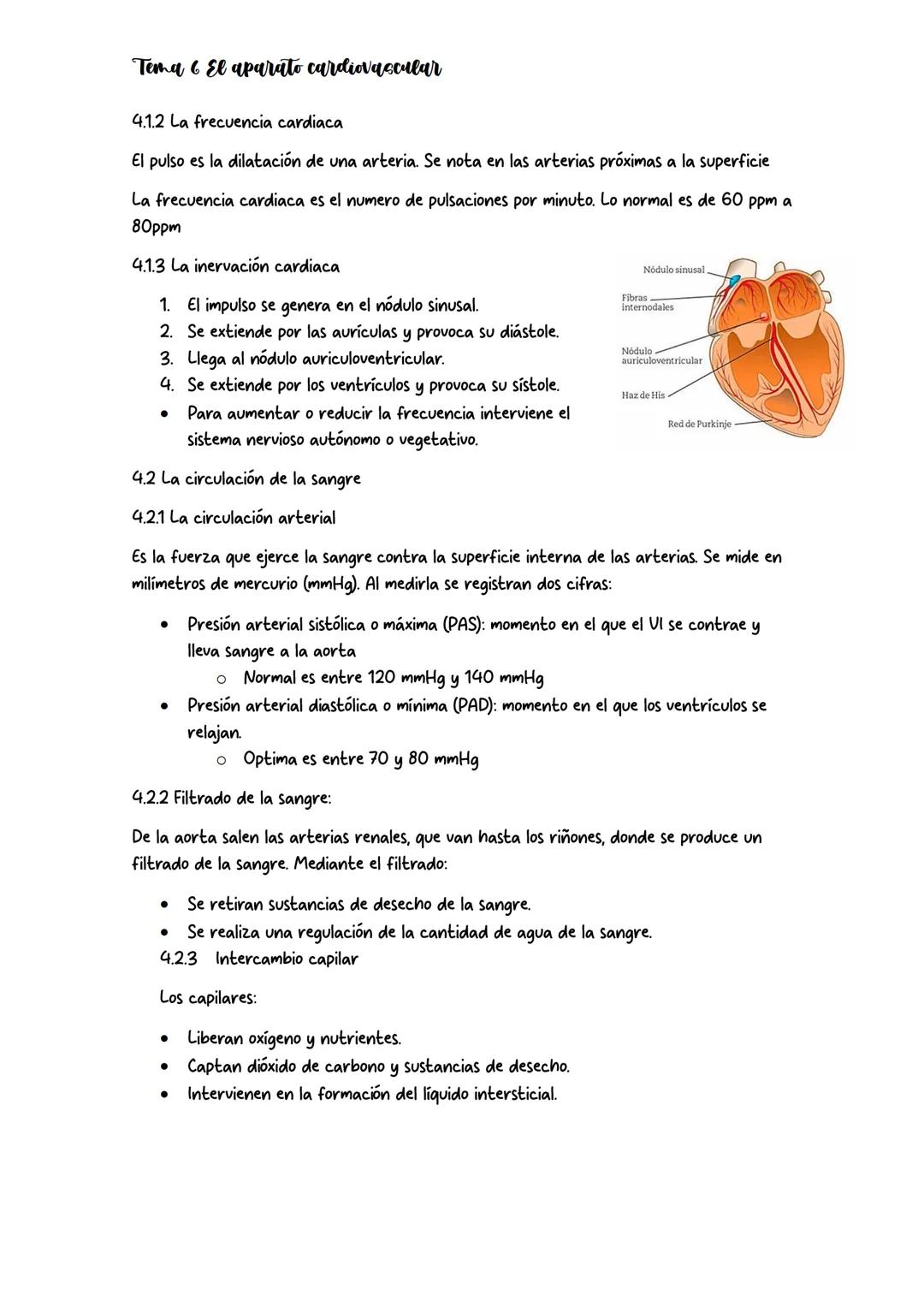 # Tema 6 El aparato cardiovascular

## 1. Anatomia del aparato cardiovascular

El aparato circulatorio está formado por: vasos sanguíneos, c