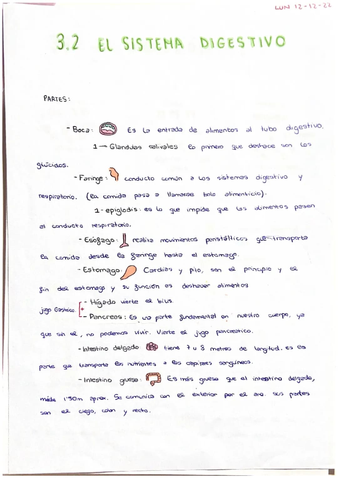 PARTES:
3.2 EL SISTEMA DIGESTIVO
glúcidos.
al
- Boca :
respiratorio.
OUD
son
parte que
made
1- Glandulas salivales
conducta respiratorio.
Es