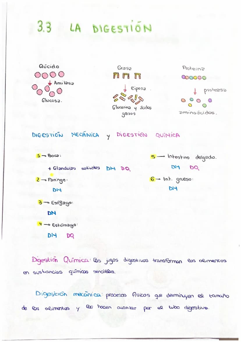 PARTES:
3.2 EL SISTEMA DIGESTIVO
glúcidos.
al
- Boca :
respiratorio.
OUD
son
parte que
made
1- Glandulas salivales
conducta respiratorio.
Es