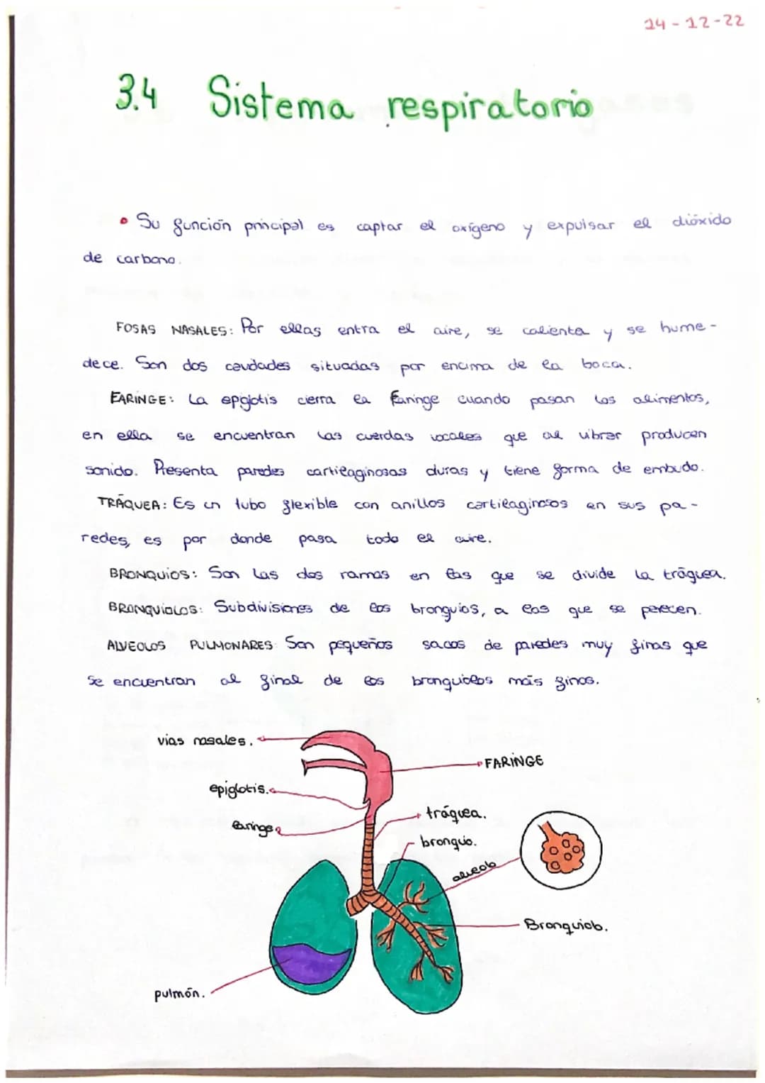 PARTES:
3.2 EL SISTEMA DIGESTIVO
glúcidos.
al
- Boca :
respiratorio.
OUD
son
parte que
made
1- Glandulas salivales
conducta respiratorio.
Es