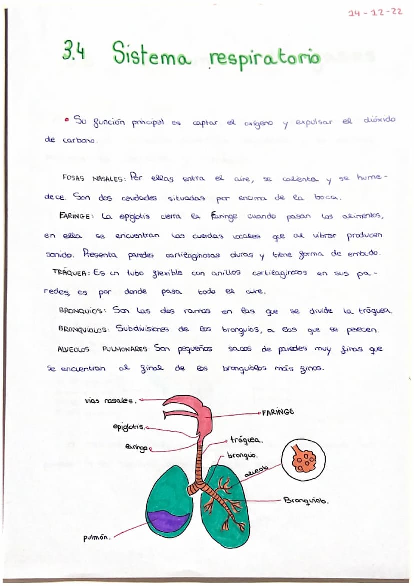 PARTES:
3.2 EL SISTEMA DIGESTIVO
glúcidos.
al
- Boca :
respiratorio.
OUD
son
parte que
made
1- Glandulas salivales
conducta respiratorio.
Es