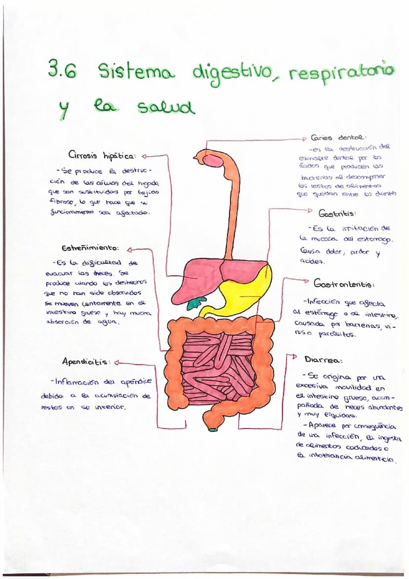 PARTES:
3.2 EL SISTEMA DIGESTIVO
glúcidos.
al
- Boca :
respiratorio.
OUD
son
parte que
made
1- Glandulas salivales
conducta respiratorio.
Es