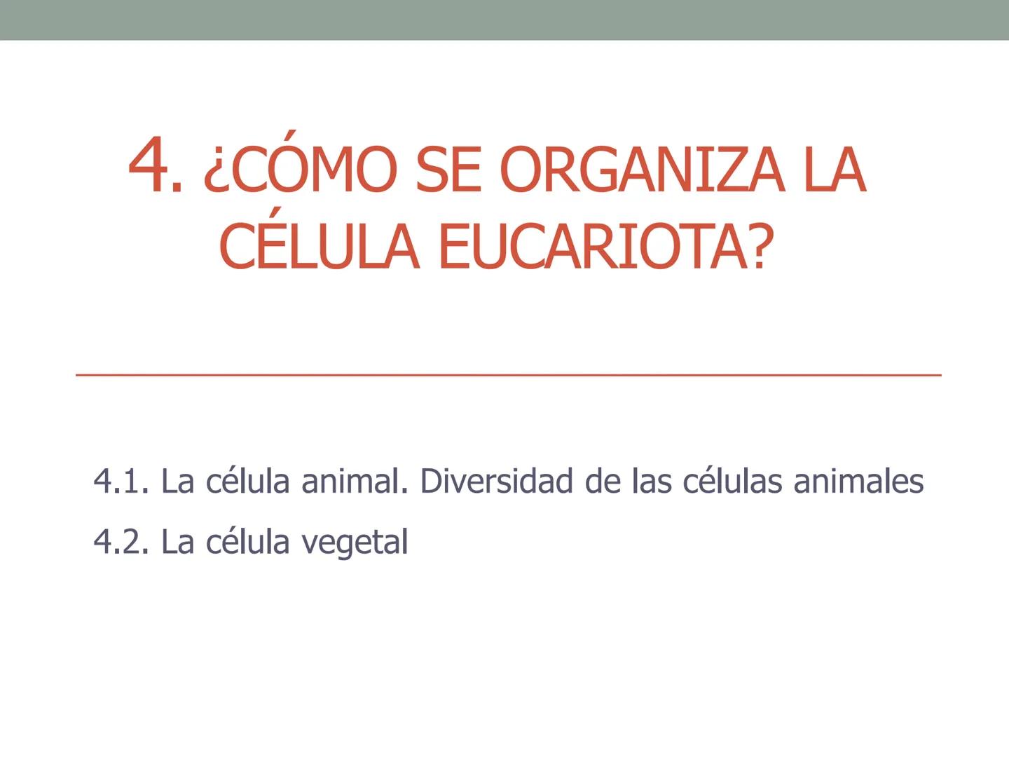 4. ¿CÓMO SE ORGANIZA LA
CÉLULA EUCARIOTA?
4.1. La célula animal. Diversidad de las células animales
4.2. La célula vegetal Nucli
cromatina,
