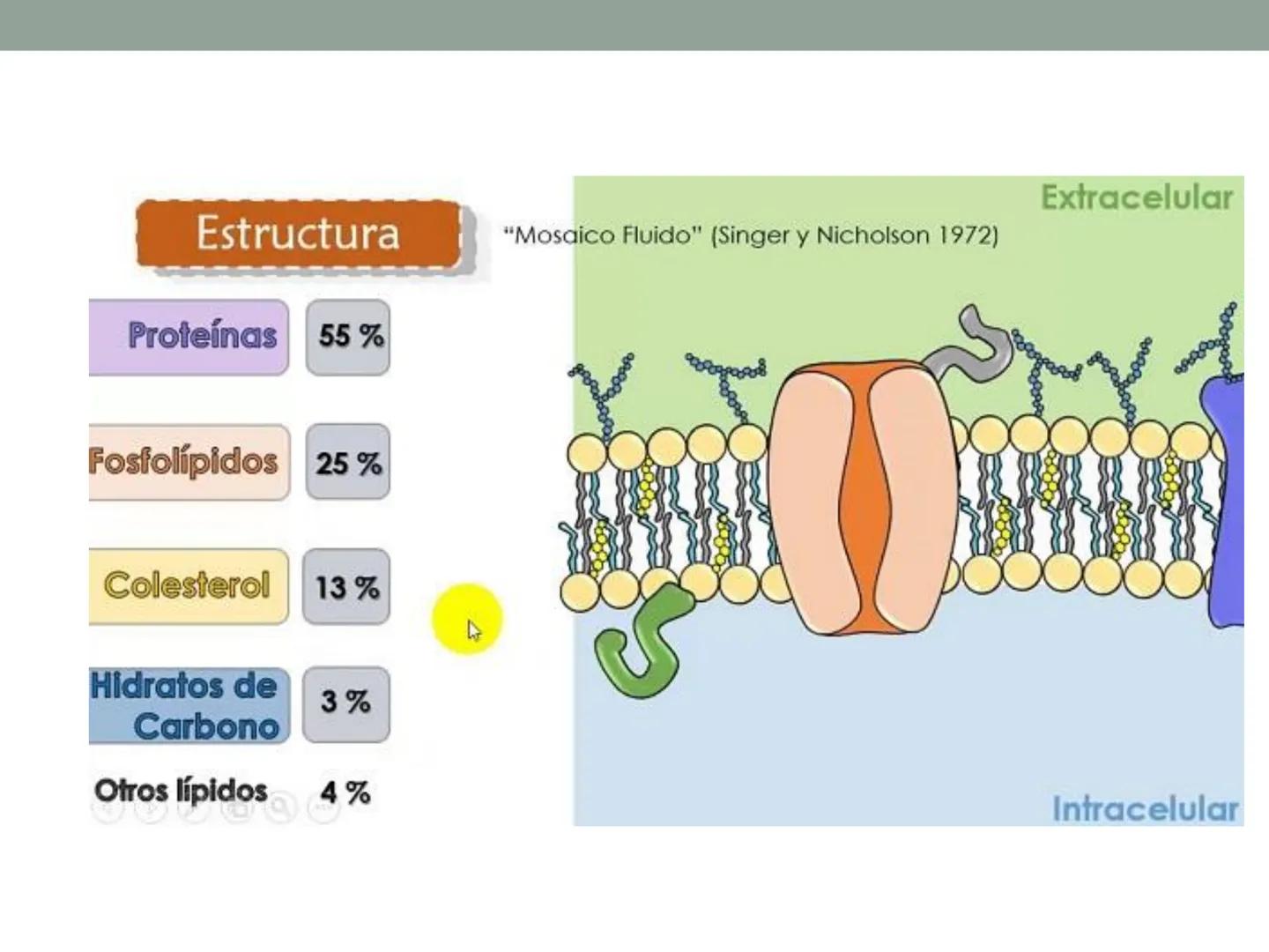 4. ¿CÓMO SE ORGANIZA LA
CÉLULA EUCARIOTA?
4.1. La célula animal. Diversidad de las células animales
4.2. La célula vegetal Nucli
cromatina,

