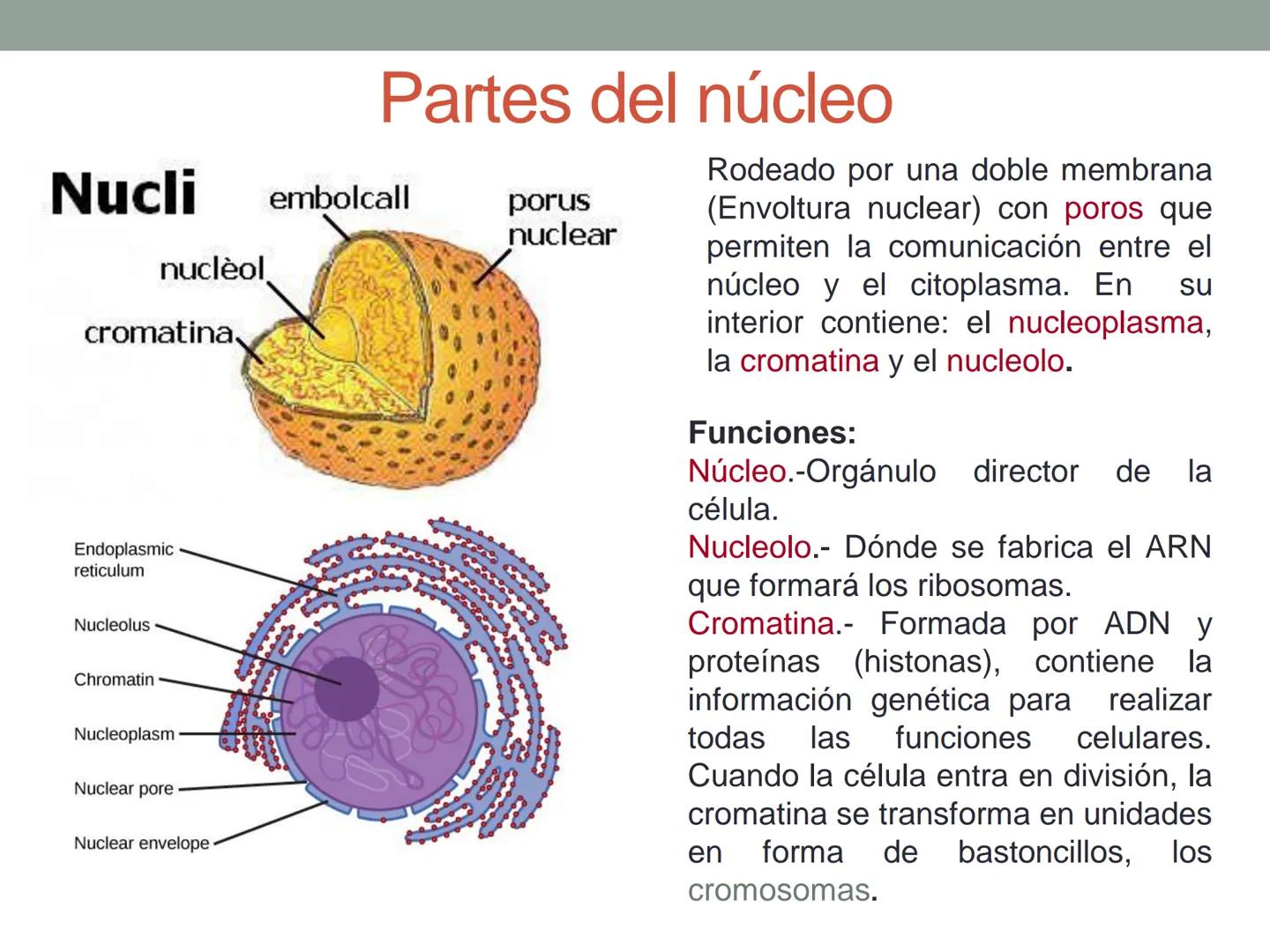 4. ¿CÓMO SE ORGANIZA LA
CÉLULA EUCARIOTA?
4.1. La célula animal. Diversidad de las células animales
4.2. La célula vegetal Nucli
cromatina,
