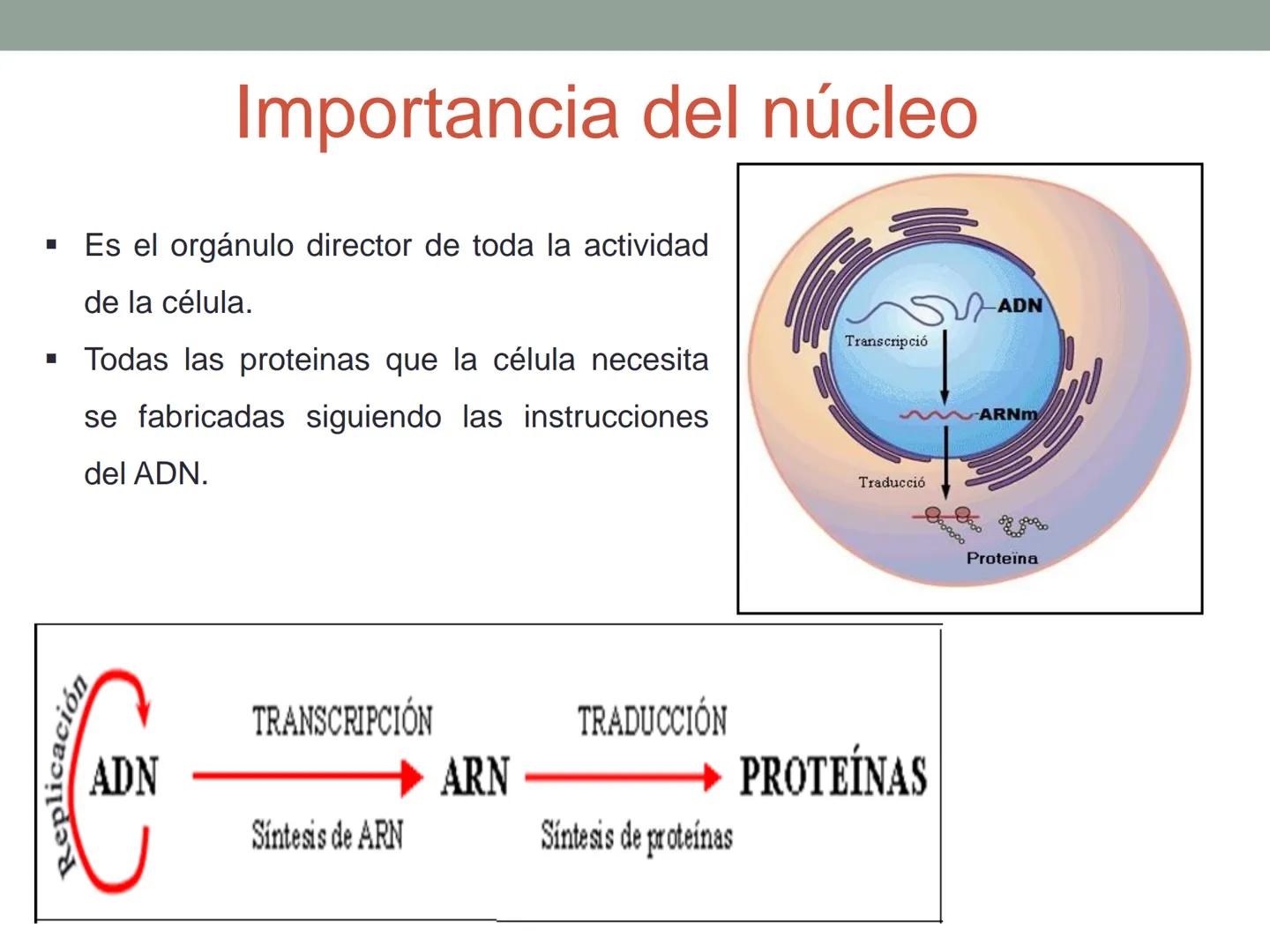 4. ¿CÓMO SE ORGANIZA LA
CÉLULA EUCARIOTA?
4.1. La célula animal. Diversidad de las células animales
4.2. La célula vegetal Nucli
cromatina,

