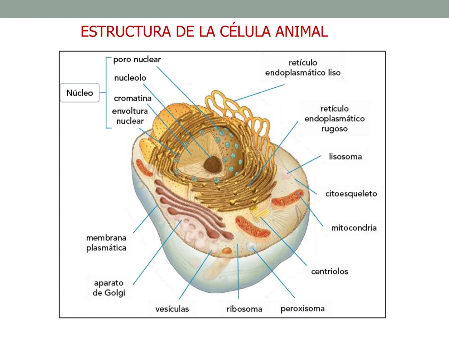 4. ¿CÓMO SE ORGANIZA LA
CÉLULA EUCARIOTA?
4.1. La célula animal. Diversidad de las células animales
4.2. La célula vegetal Nucli
cromatina,

